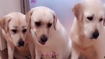 小狗在线观看,在线观看小狗的温馨时光