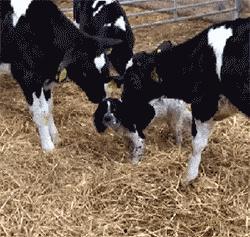 搞笑视频三驴子爆料,揭秘娱乐圈那些不为人知的幕后趣事